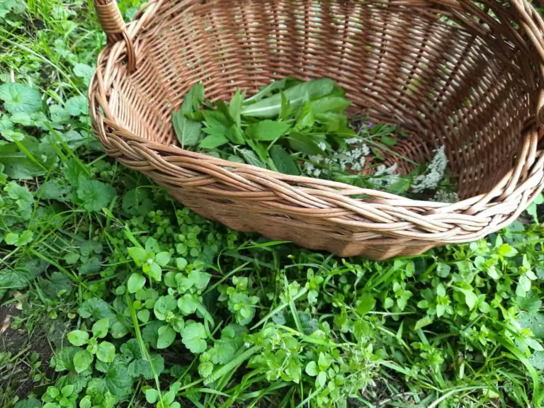 Wildplukwandeling in het Drents-Friese Wold