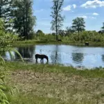 Exmoorpony's zoeken verkoeling in DFW
