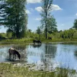 Exmoorpony's zoeken verkoeling in DFW