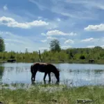 Exmoorpony's zoeken verkoeling in DFW