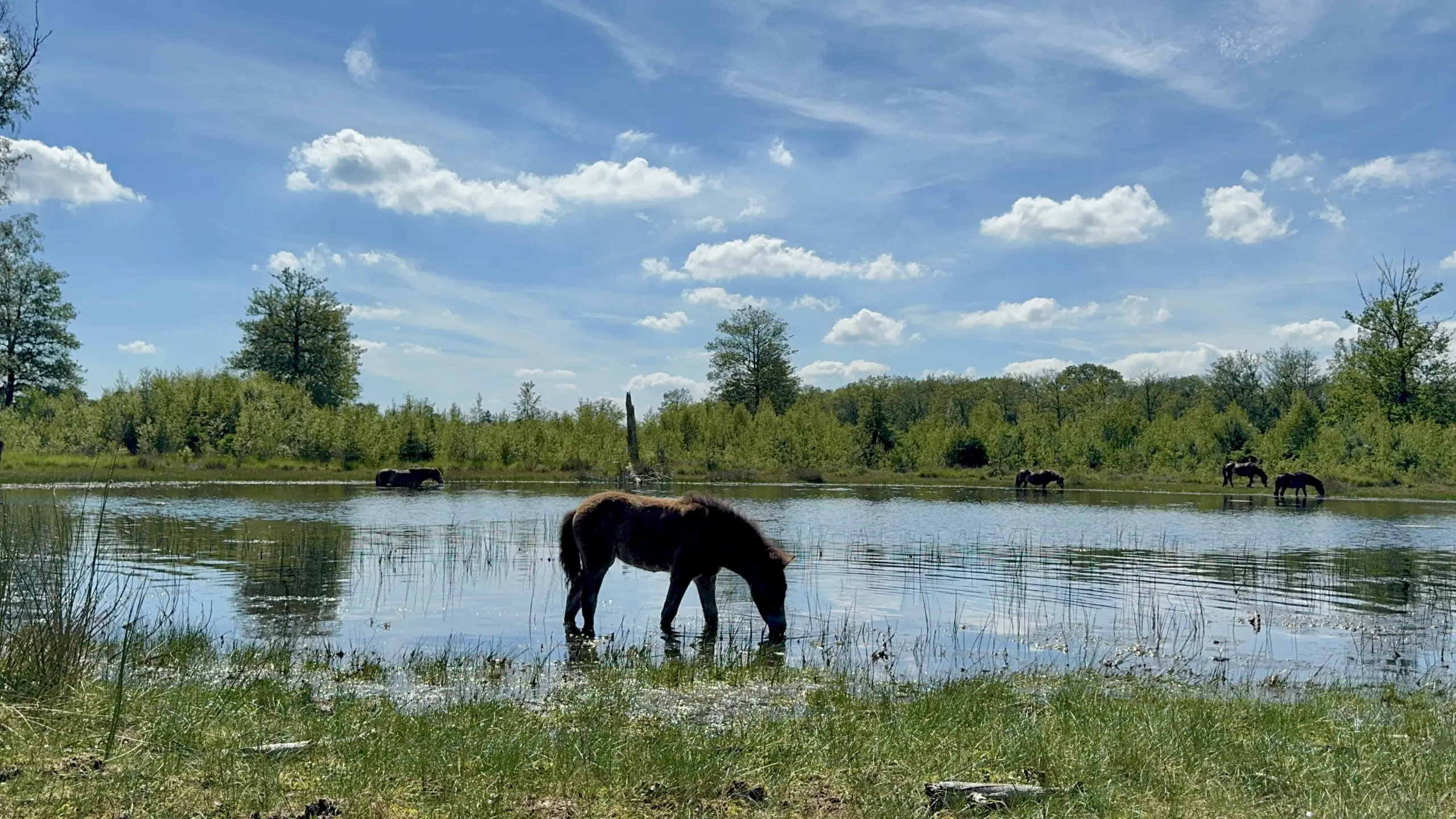 Exmoorpony's zoeken verkoeling in DFW