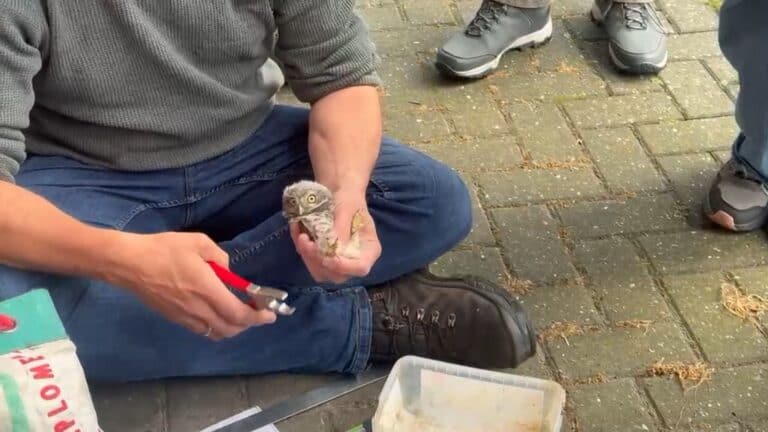 Steenuiltjes geringd in Diever