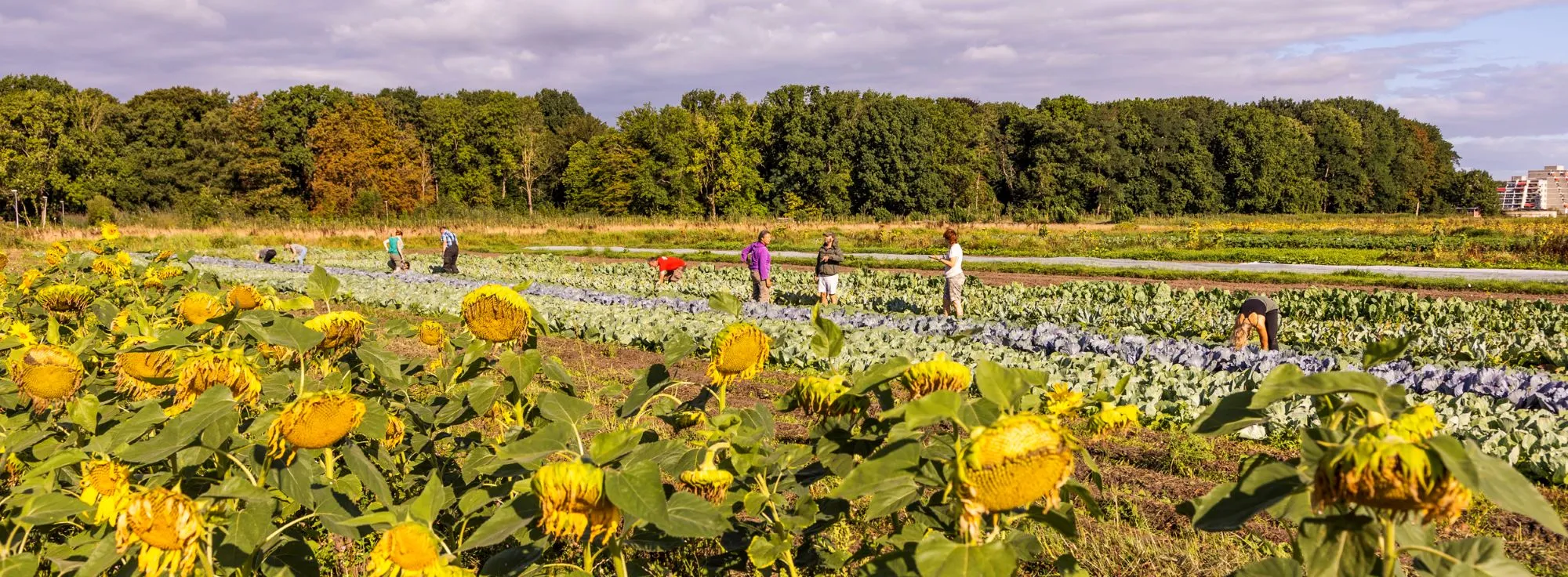 Werken op het land (foto Herenboeren Meppel-Steenwijk)
