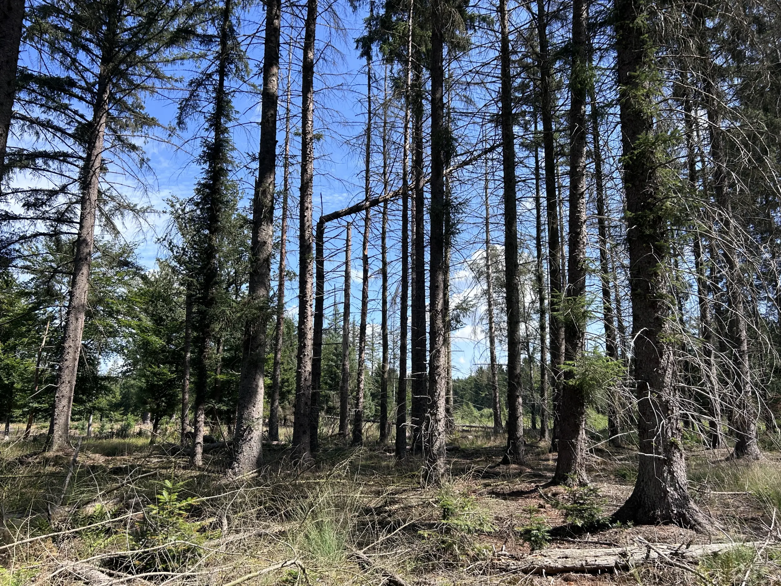 De letterzetter slaat toe in Drents Friese Wold