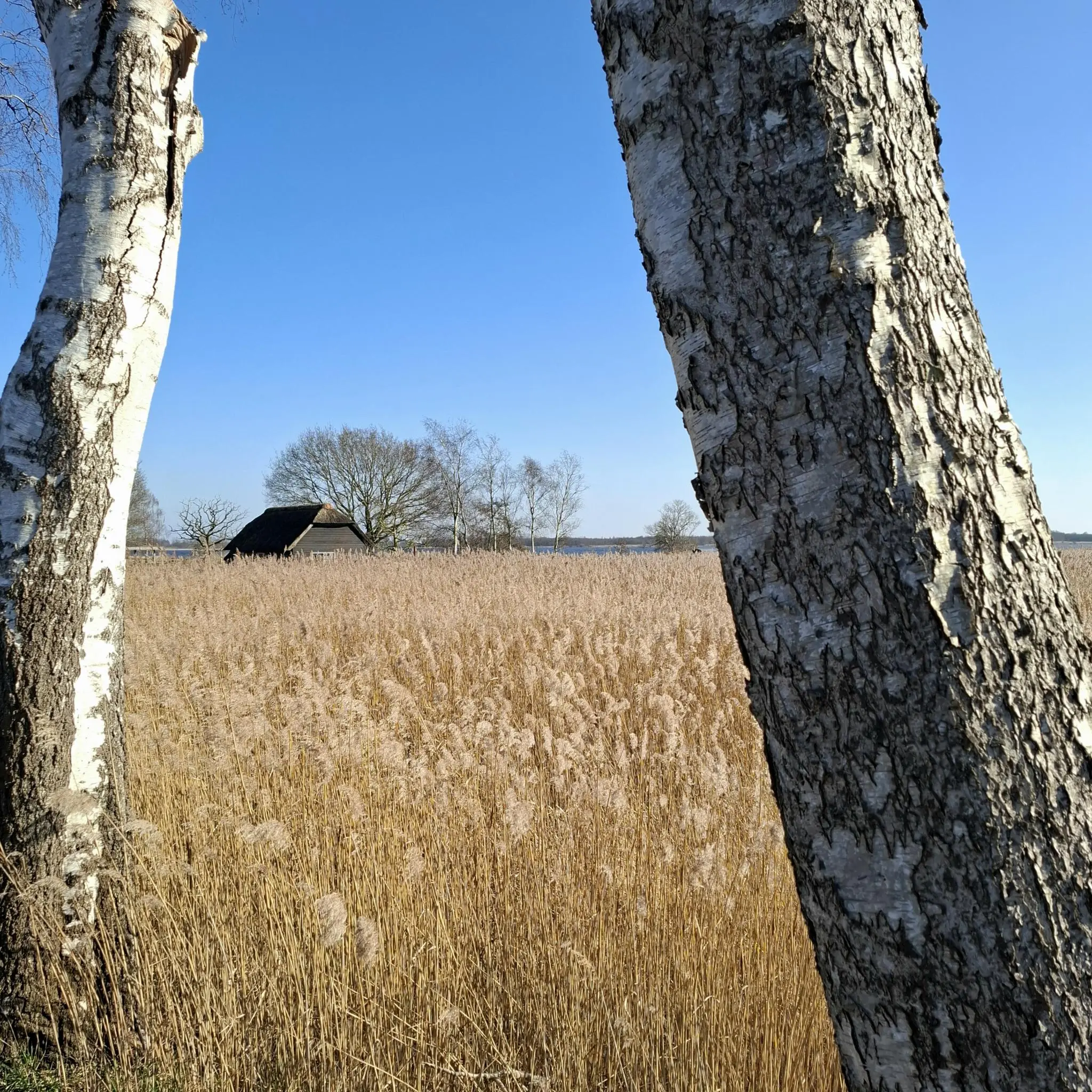 Riet nabij Beltschutsloot foto Ingrid de Roode