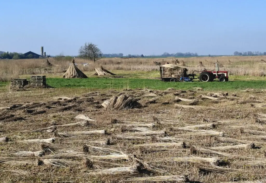 Onderzoek teruglopende rietoogst in Weerribben-Wieden: ‘Er is niet één oorzaak’