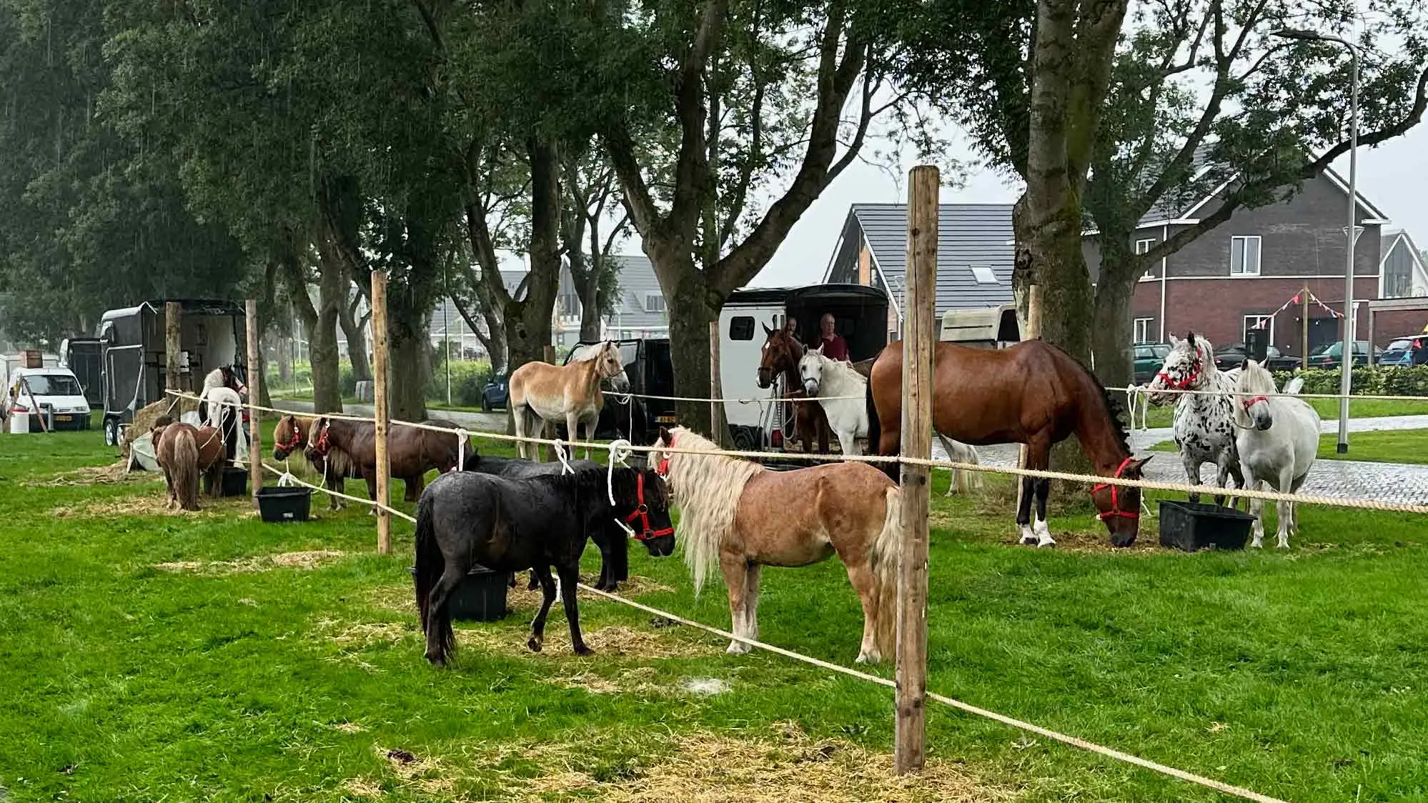 Ponymarkt Scheerwolde (foto Dirk Brans)