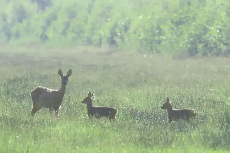 Ontdek al het buitenleven met de Instapcursus Natuur
