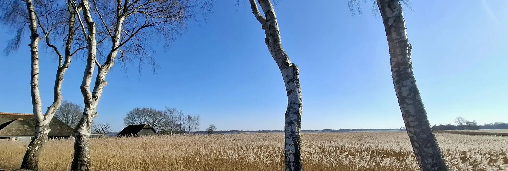 Riet Weerribben Wieden (foto: ingrid de Roode)