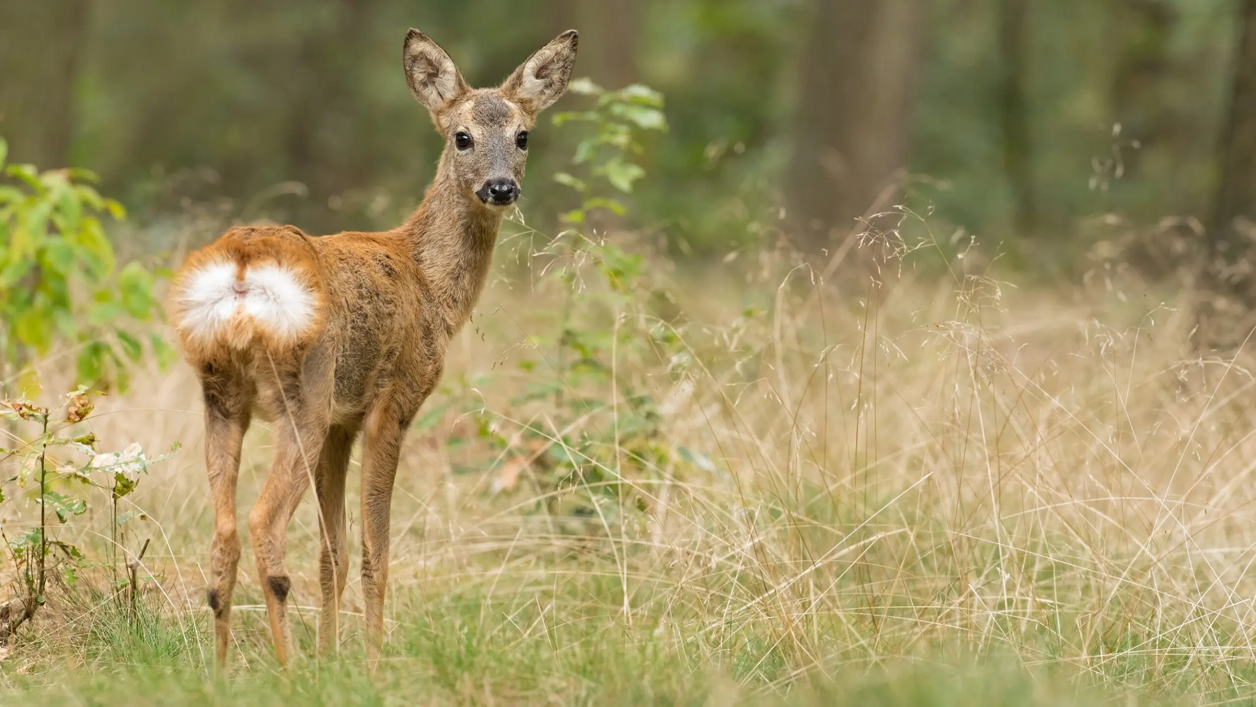 Ree Mark van Els Staatsbosbeheer