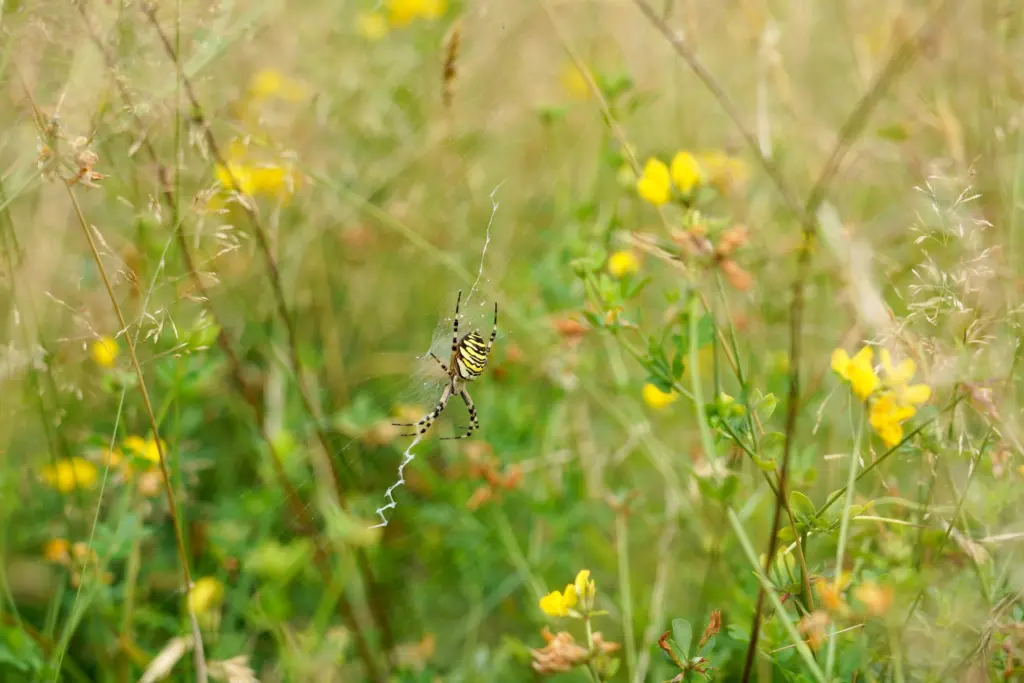 Van alles te beleven in het Drents-Friese Wold: spinnen, bosbaden en fotografie