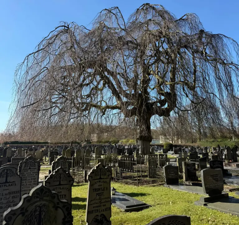 De begraafplaats in Oosterwolde aan de Kuipenstreek (Foto: Susan van Weperen).