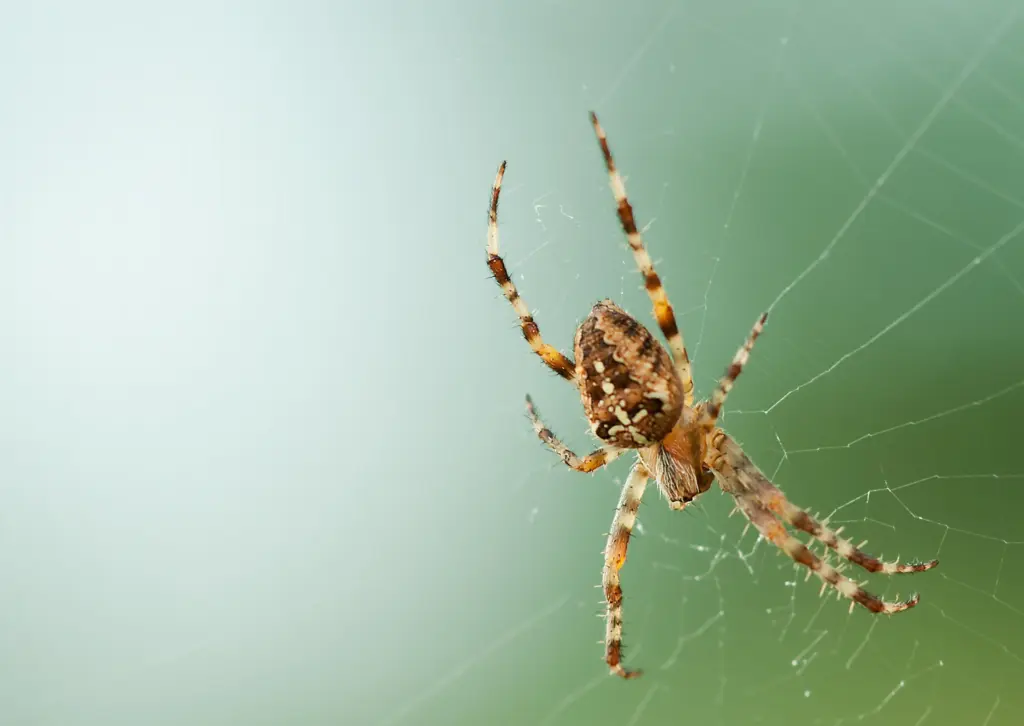 Zondag is het Dierendag, een mooi moment om In Appelscha op spinnensafari te gaan (foto: Pexels).