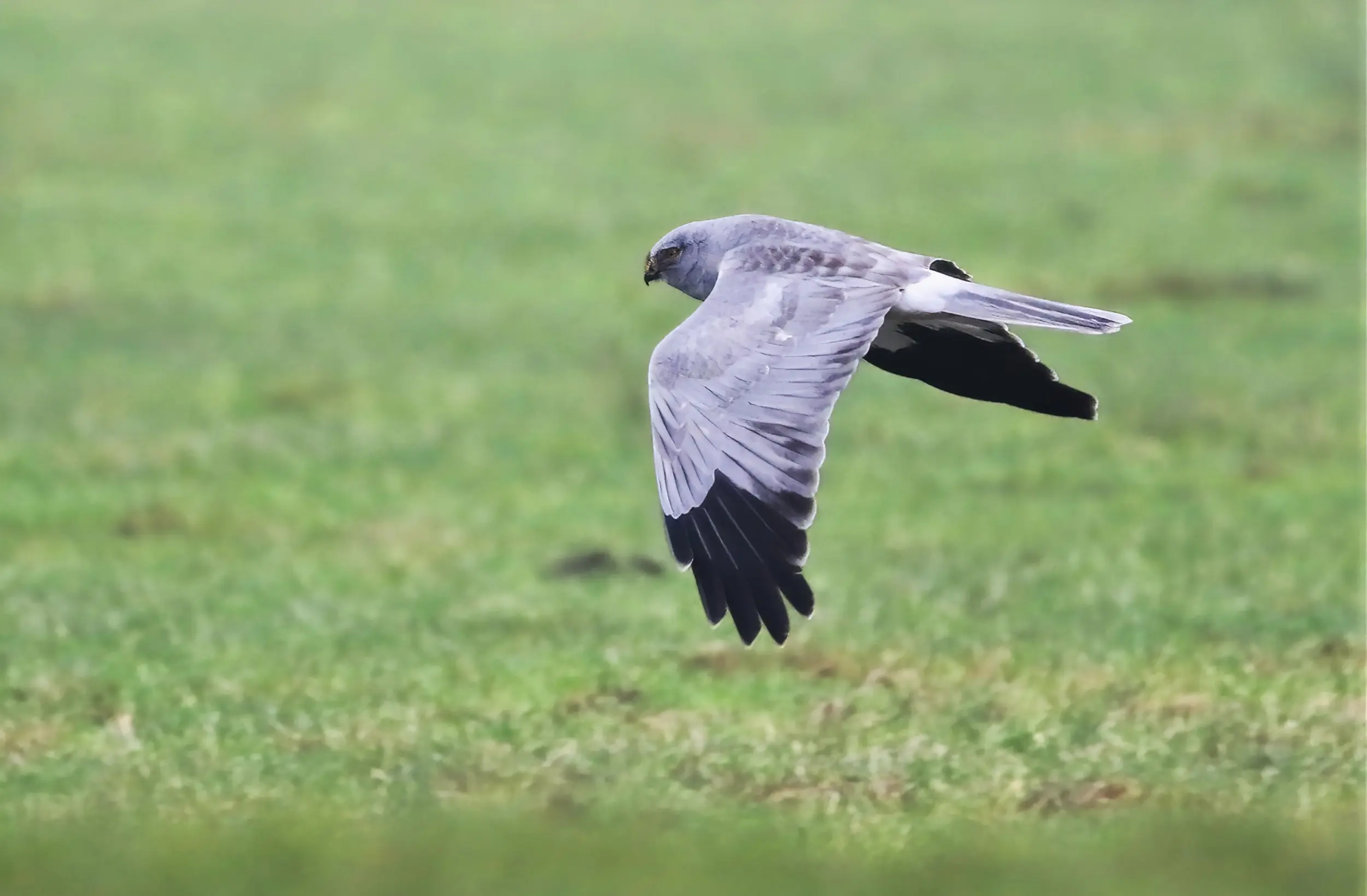 Roofvogelfietstocht in Appelscha
