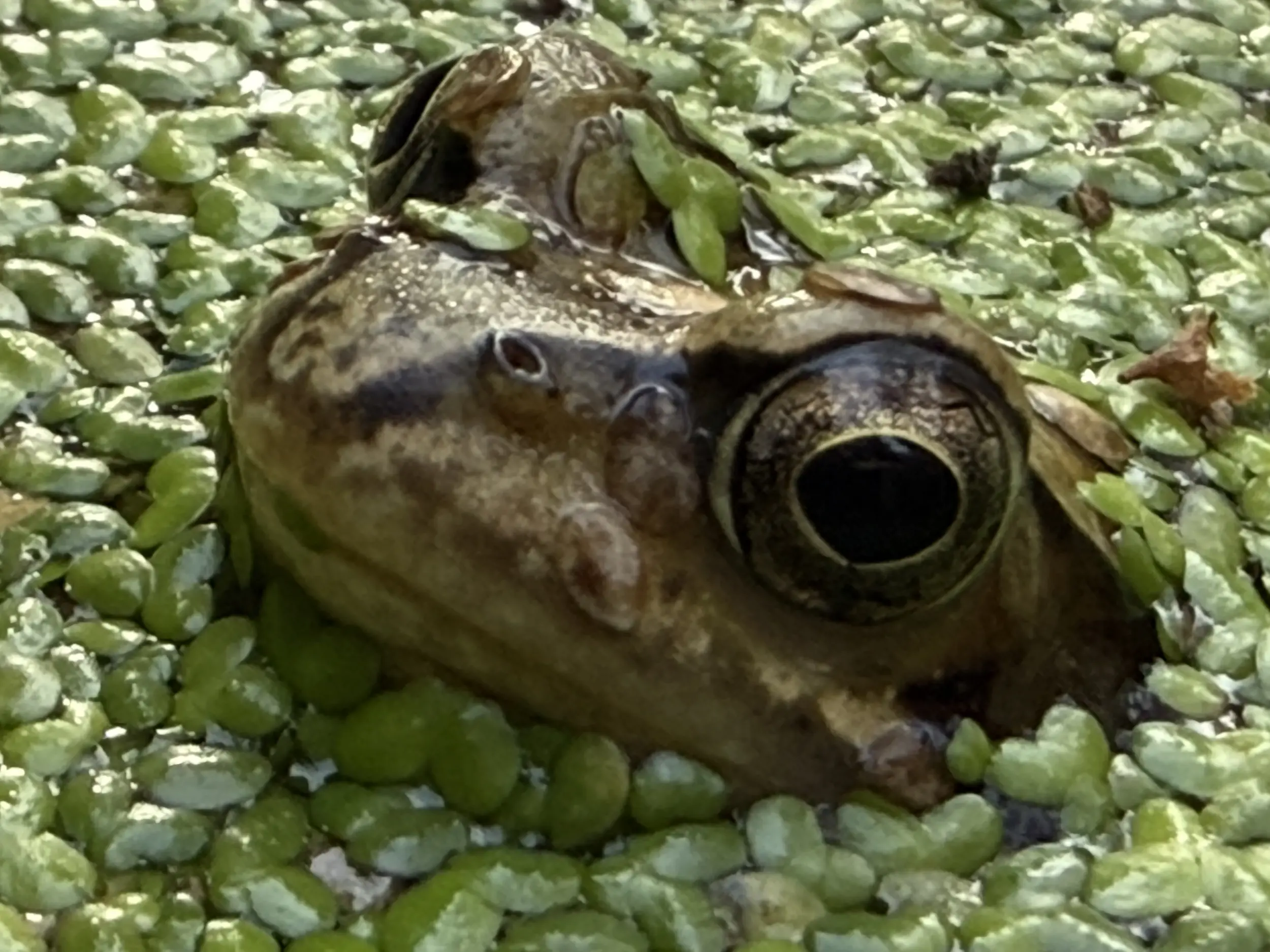 Lezing over amfibieën en reptielen in Drenthe
