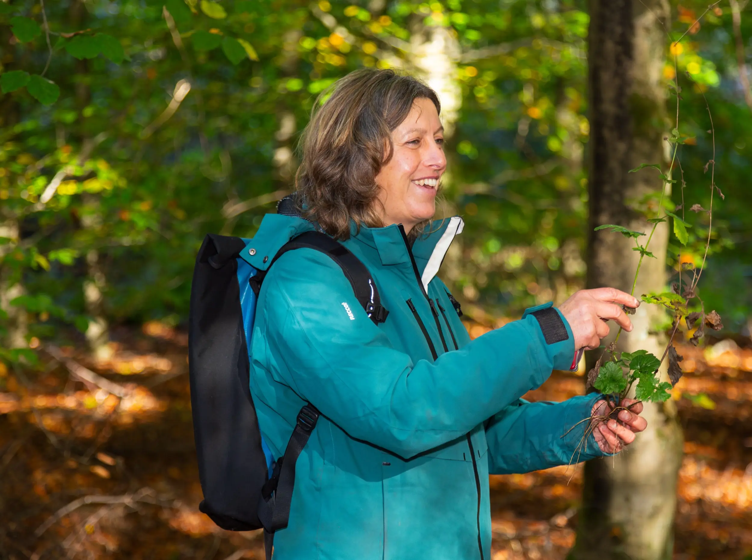 Wildplukwandeling in het Drents-Friese Wold