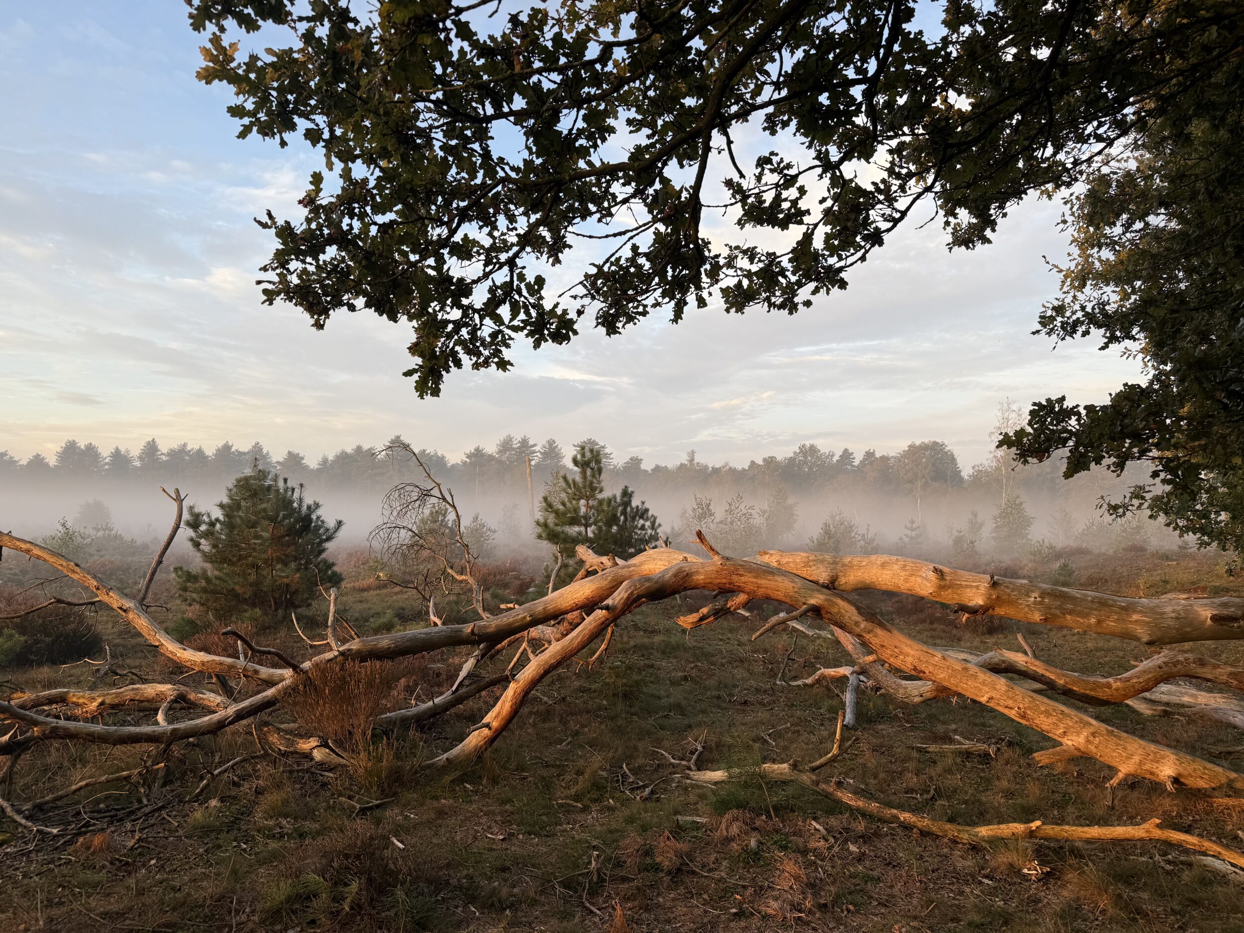 Drents-Friese Wold