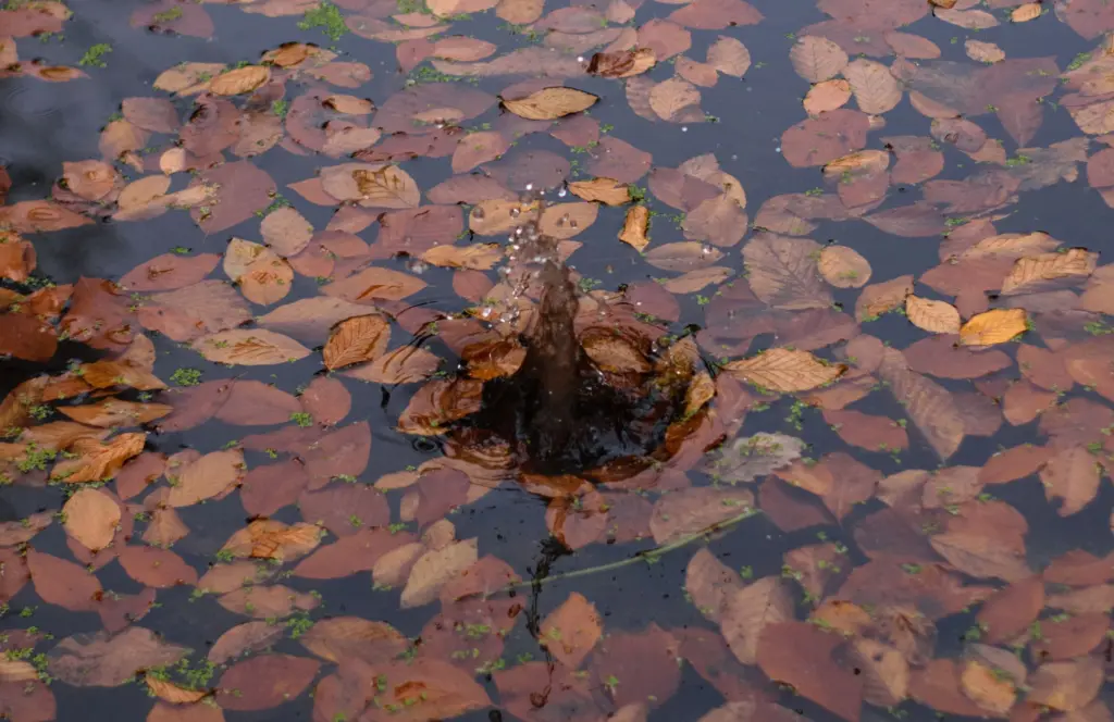 Laarzendag: waterdieren vangen in het Drents-Friese Wold