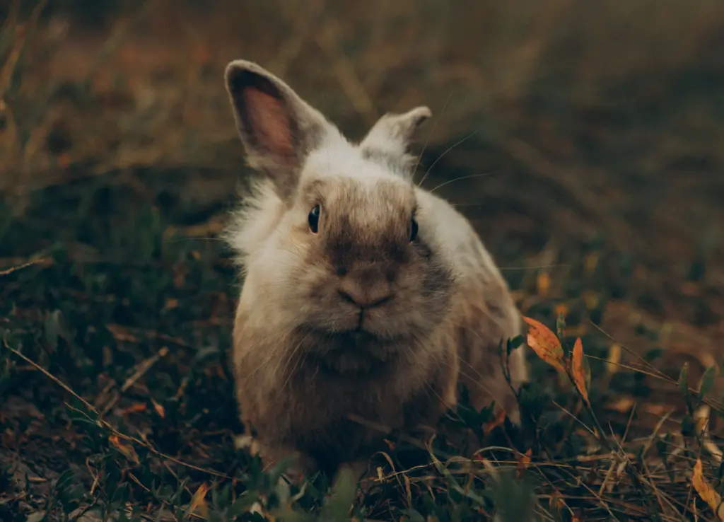 Wild konijn foto Pexels