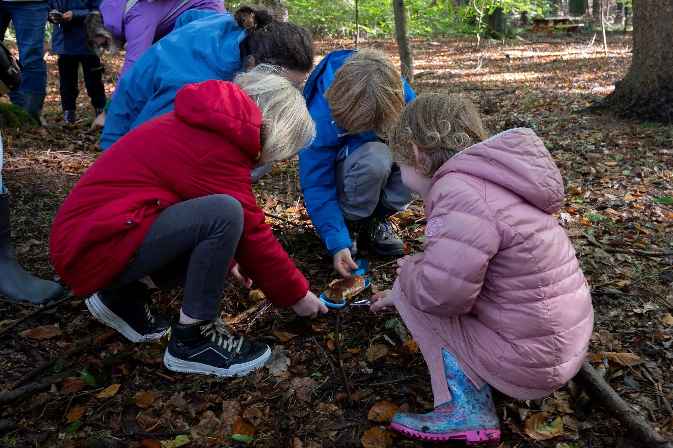 Paddenstoelenexcursies in het Drents-Friese Wold