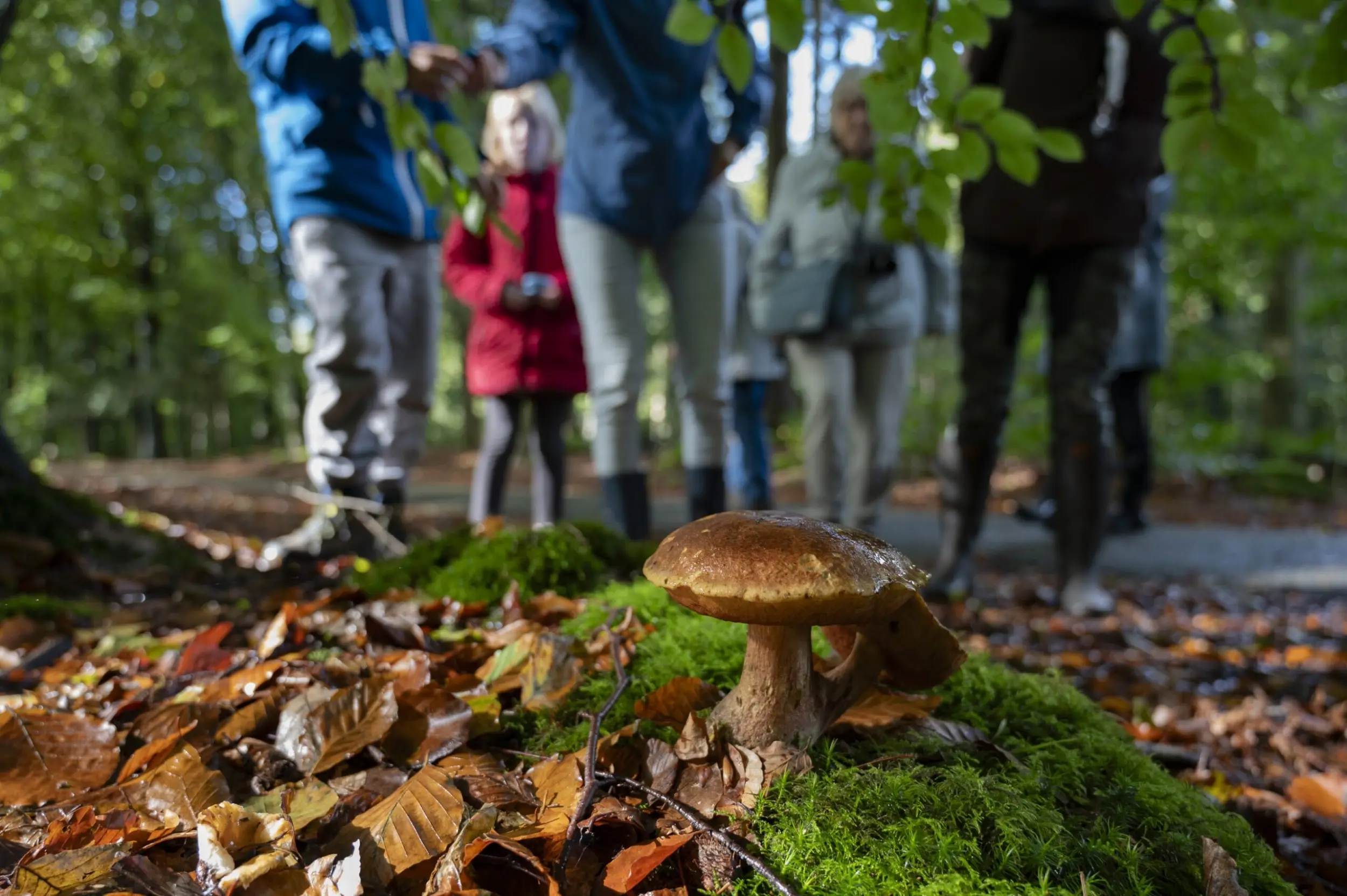Paddenstoelenexcursie Drents-Friese Wold