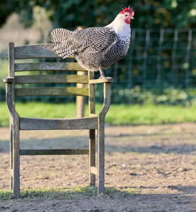 Veel animo voor onderzoek hobbykippen (foto: aangeleverd).