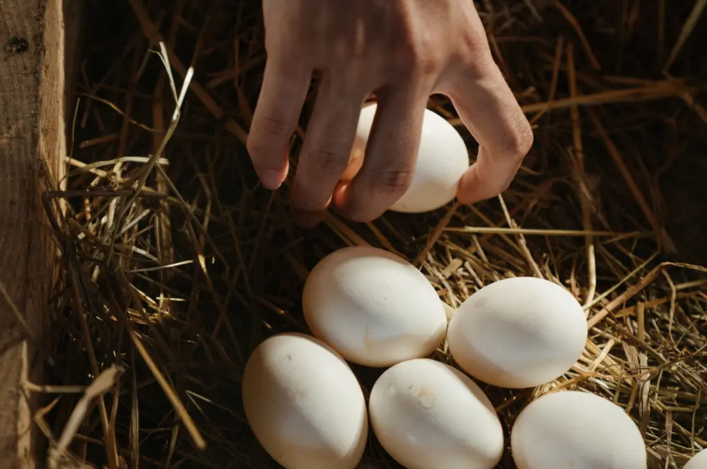 Onderzoek naar PFAS in eieren van het Nationaal Park Weerribben-Wieden (foto: Pexels).