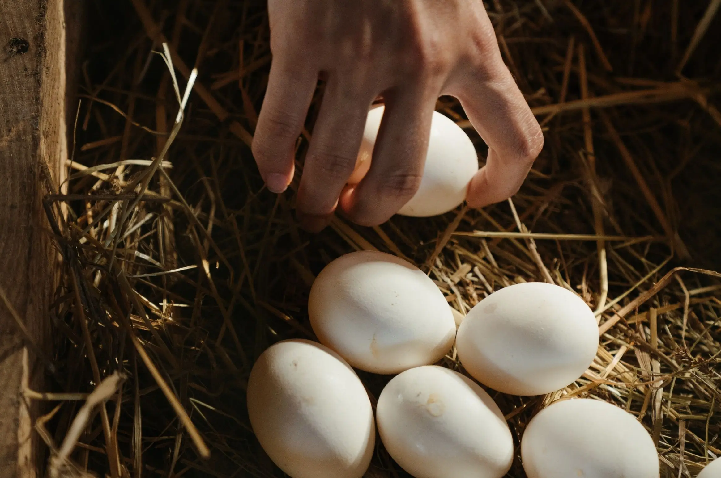 Onderzoek naar PFAS in eieren van het Nationaal Park Weerribben-Wieden (foto: Pexels).