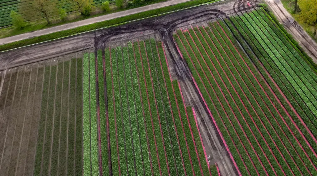 Sierteelt in Westerveld: wachten op landelijk convenant